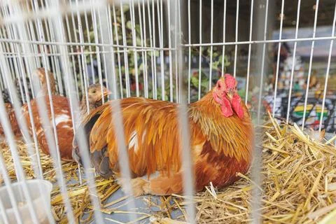 Chicken in the cage Stock Photos