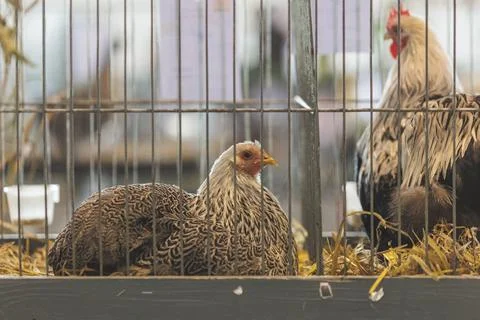 Chicken in the cage Stock Photos