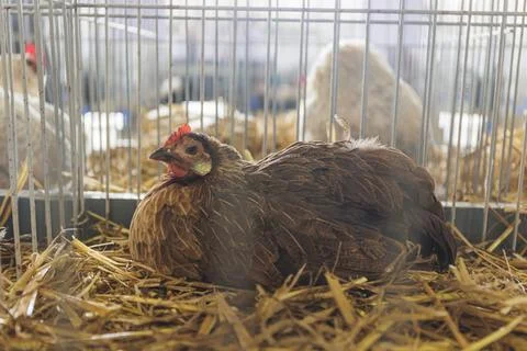 Chicken in the cage Stock Photos