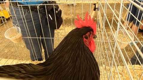 Chicken in a cage at a state fair - close-up1 HD 動画素材 97013962