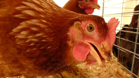 Chicken in a cage at a state fair - close-up2 HD 動画素材 97013985
