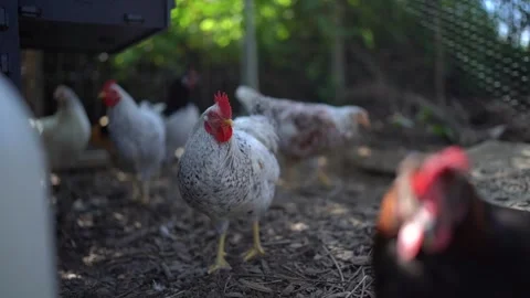 Chicken in a cage in summer Stock Footage 262668860