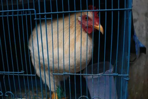 Chicken caged Stock Photos