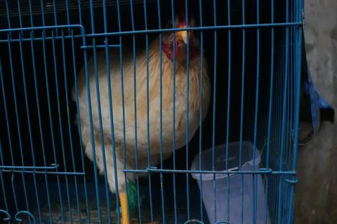 Chicken caged Stock Photos