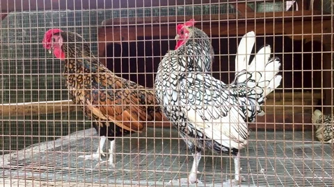 Chicken in Cages Stock Footage 142139228