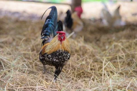 Chicken in cattle fair Stock Photos