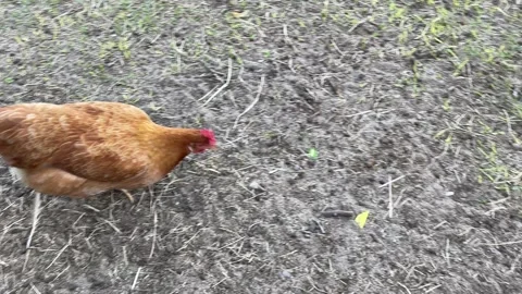 Chicken Chasing a Laser Stock Footage 272177900