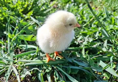 Chicken chick in the grass Photos