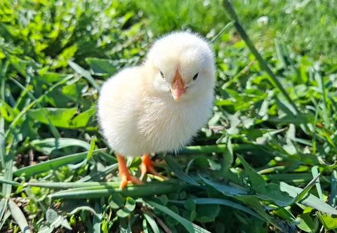 Chicken chick in the grass 写真素材