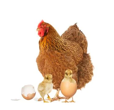 Chicken with chick isolated Stock Photos