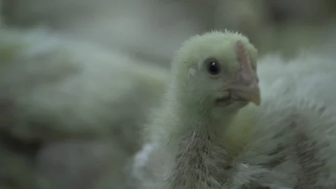Chicken chick looking around close Stock Footage 128800803