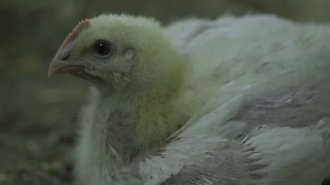 Chicken chick sitting and looking around Stock Footage 128800835
