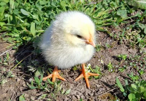 Chicken chick on a spring day Photos
