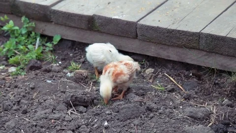 Chicken with chickens on the farm Stock Footage 76612499