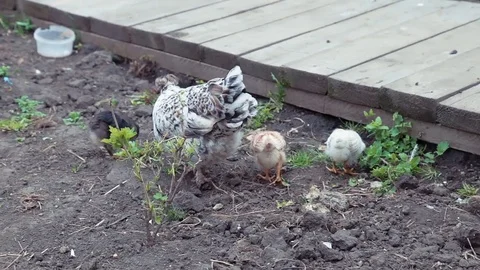 Chicken with chickens on the farm 動画素材 76612751