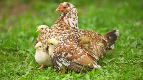 Chicken with chickens Stock Footage 135817977