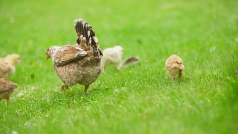 Chicken with chickens walk Stock Footage 134477734