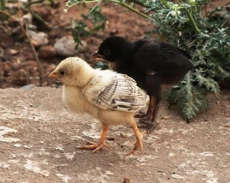 Chicken chicks are walking Stock Photos