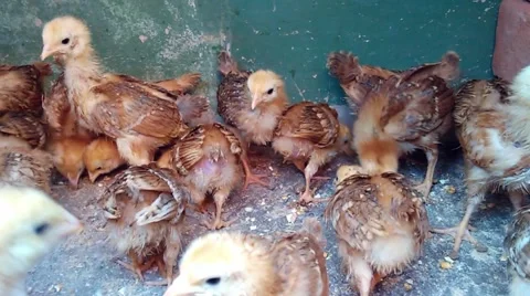 Chicken chicks Stock Footage 47963181