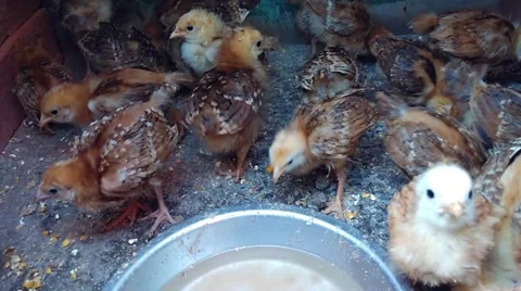 Chicken chicks Stock Footage 47963893