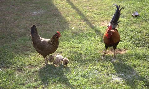 Chicken with chicks in the grass, with a rooster Foto stock