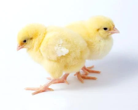 Chicken chicks 写真素材