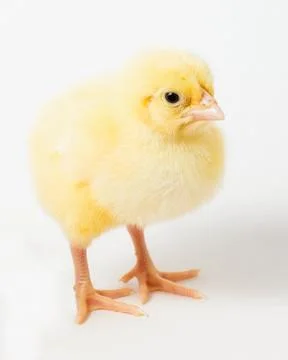 Chicken chicks Stock Photos