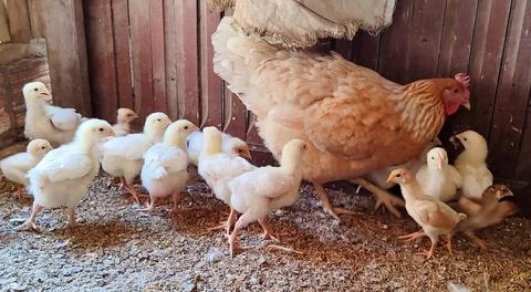 Chicken with chicks Foto stock