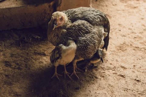 Chicken with chicks Stock Photos