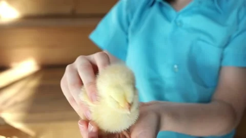 Chicken in children's hands for Easter celebration Stock Footage 237917414