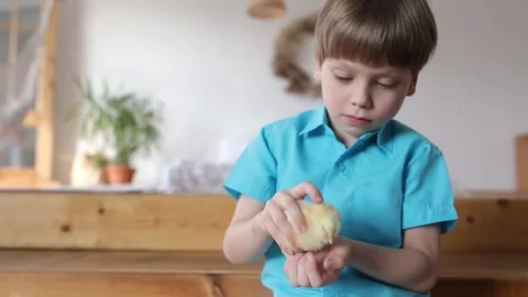 Chicken in children's hands for Easter celebration Stock Footage 237917449