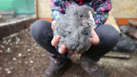 Chicken in child's hand Video stock 74599793