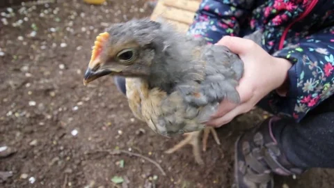 Chicken in child's hands - close up. hd video Stock Footage 74626474
