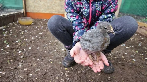 Chicken in child's hands - jumping. close up. hd video Stock Footage 74714218