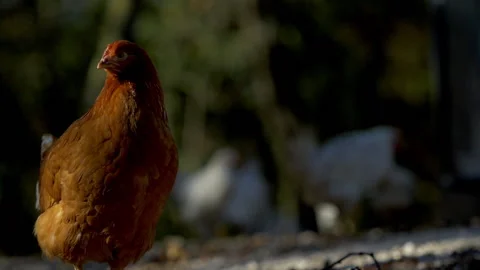 Chicken cleaning itself in barnyard 스톡 동영상 233669037