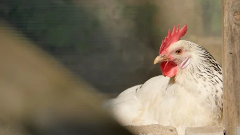 Chicken cleaning itself in the sun with flies flying around in slow motion Stock Footage 112424254