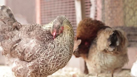 Chicken cleans feathers, bird close-up Stock Footage 247132474
