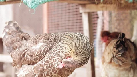 Chicken cleans feathers, bird close-up Stock Footage 247331101