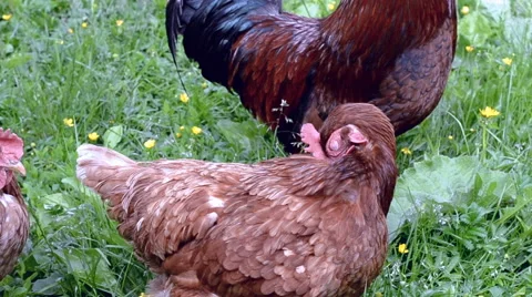 Chicken cleans feathers Stock Footage 52396666