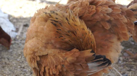 Chicken Cleans Itself Stock Footage 32585614