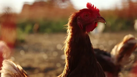 Chicken close up 4K 動画素材 204131724