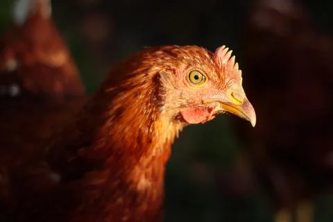 Chicken - close up and side view of the head of a young brown hen Stock Photos
