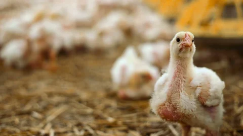 Chicken Close-up with the background of other chickens on the bird factory Stock Footage 128595188