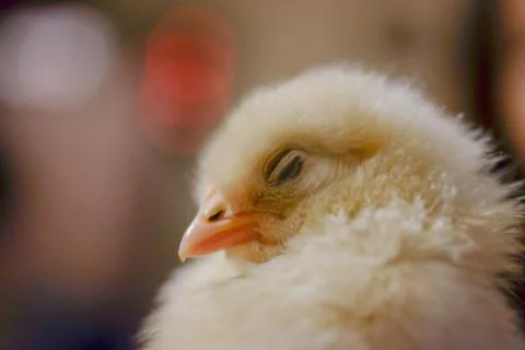 Chicken close up on background .. Stock Photos
