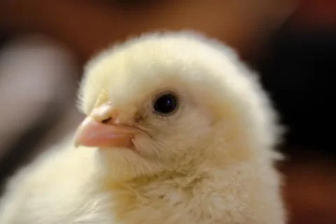 Chicken close up on background .. Stock Photos