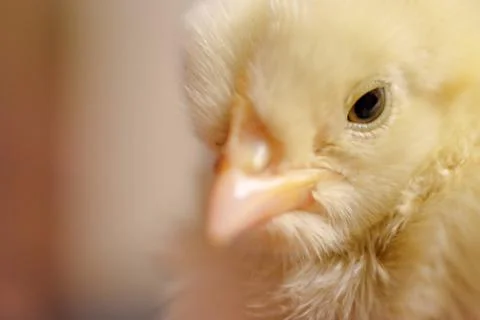Chicken close up on background .. Stock Photos