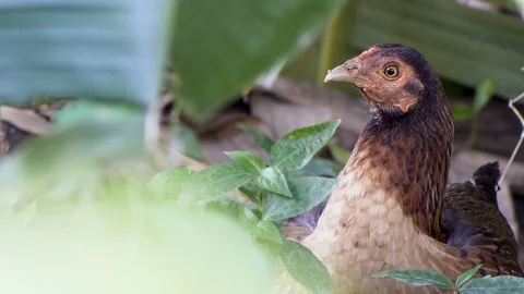 Chicken Close Up in the bush Stock Footage 97088468