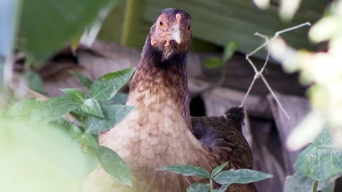 Chicken Close Up in the bush Stock Footage 97089396