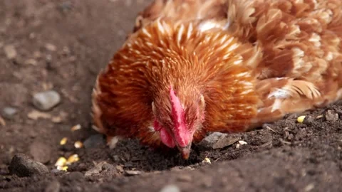 Chicken close up digging in the dirt Stock Footage 162332730