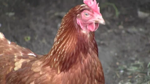 Chicken close-up Stock Footage 6531438